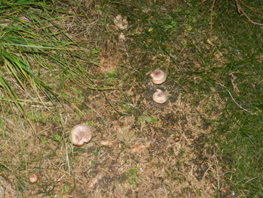 ritrovamenti 11 ottobre